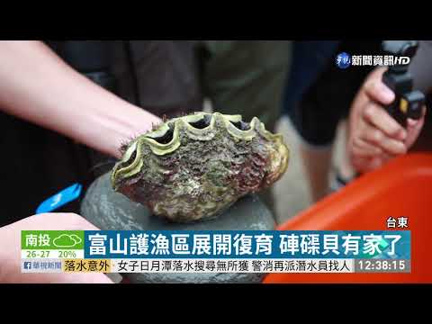 杜絕盜採 台東富山護漁區放養硨磲貝