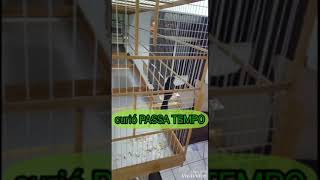 Curió PASSA TEMPO 018