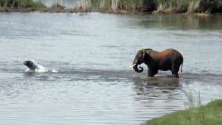 preview picture of video 'Elephant vs Hippo'