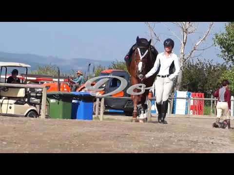 Solo MEP part 8 for Royal Horse