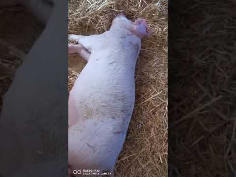 Świnka Rafciu #funny #pig #piggy