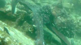 preview picture of video 'octopus NINE DIVES Picton NZ.AVI'