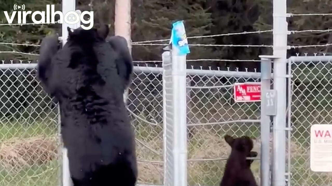 Momma Bear Sneaks Cubs Onto Military Base || ViralHog