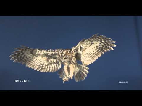 Tawny Owl Slow Motion Swooping Down against Blue Screen shot on Phantom HD Gold - 6 Shots