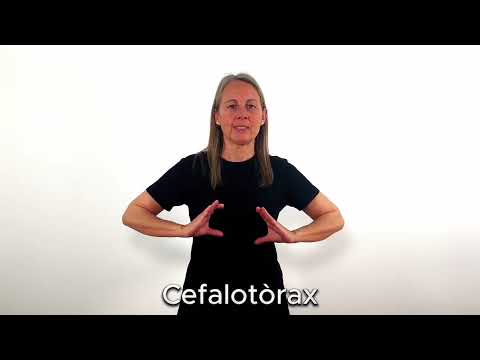 Cefalotòrax - LSC