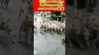 cat vs dogs  real fight of cat and dogs 🥵🥵�