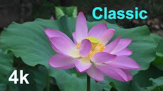 b50713 연꽃 l 클래식 l Carol of the Bells