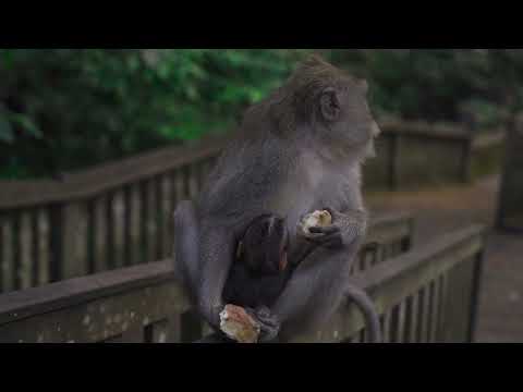 Siamang apes go wild funny Monkey