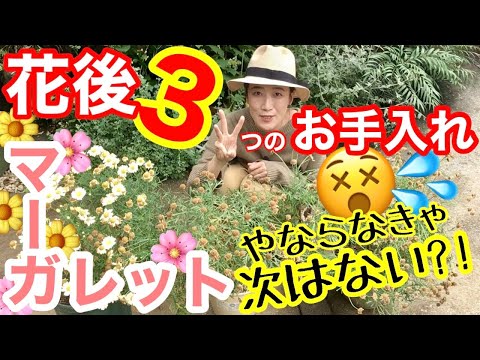 オレンジ色の熱波警報: この夏、庭を暑さから守るにはどうすればよいですか?実践すべき6つの効果的なヒント!  庭園