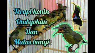 Download lagu TERAPI KONIN OMBYOKAN DAN MALAS BUNYI mp3