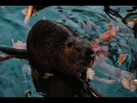 GaryTheBeaver - Minimal Beaver Liquid - 3 Deck Drum & Bass Set