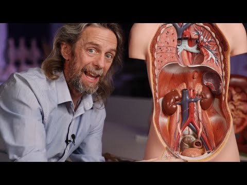 Urinary system anatomy introduction