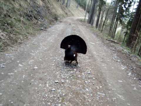 Auerhahn in Action (Anger)