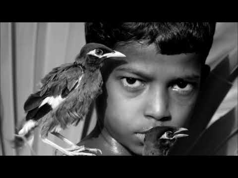 Дети, которых воспитали животные (Children raised by animals)