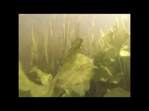 Papermill lock Chelmer river. Weir pool.