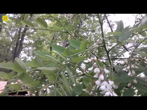 Пчела работает на цветущей акации