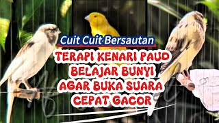 Download lagu SUARA KENARI PAUD CUIT CUIT BERSAUTAN COCOK BUAT TERAPI KENARI BELAJAR BUNYI AGAR NYAUT CEPAT GACOR mp3 Download lagu SUARA KENARI PAUD CUIT CUIT BERSAUTAN COCOK BUAT TERAPI KENARI BELAJAR BUNYI AGAR NYAUT CEPAT GACOR mp3