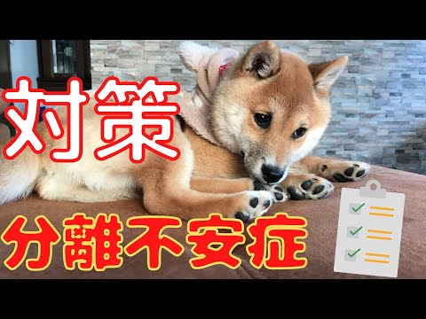 不安な犬 - 症状、原因、治療法
