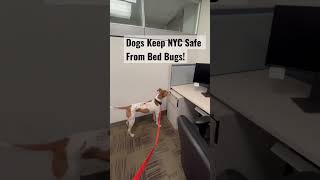 Dogs: Keeping NYC Safe From Bed Bugs! #bedbugs #dogtraining