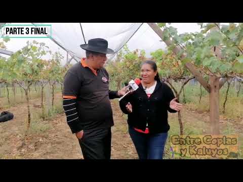 PARTE 3, SAIPINA  PRODUCTORA DE UVA, VISITAMOS UNO DE LOS VIÑEDOS EN LA TIERRA MAS DULCE DEL DPTO SC