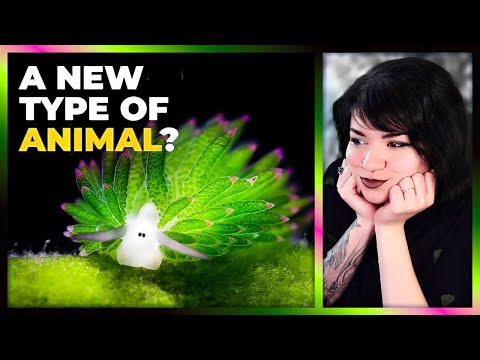 Halb Schnecke - halb PFLANZE?! Eine neue Art von Tier🙀| Aerri reagiert auf @realscience