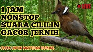 Download lagu MASTERAN CILILIN SUARA JERNIH dan TEMBAKAN KASAR, Cocok Untuk Masteran Burung Fighter Anda mp3