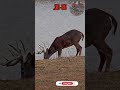 .30-06💥👊🏽PUNCHES | Deer Hunting #texas #viral #caceria #deerhunting #shooting #gunops #scopecam