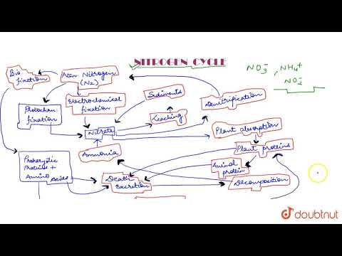 NITROGEN CYCLE