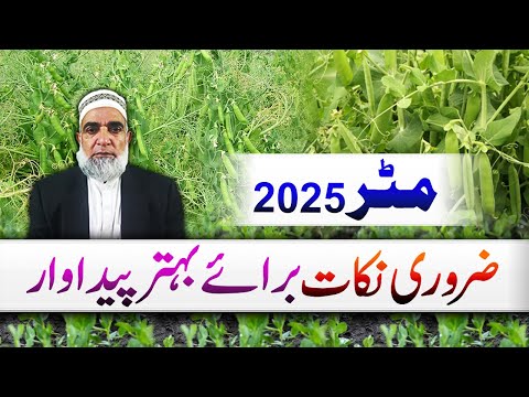 Tips to improve the yield of peas crop || Crop Reformer