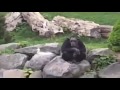Nazi Ape