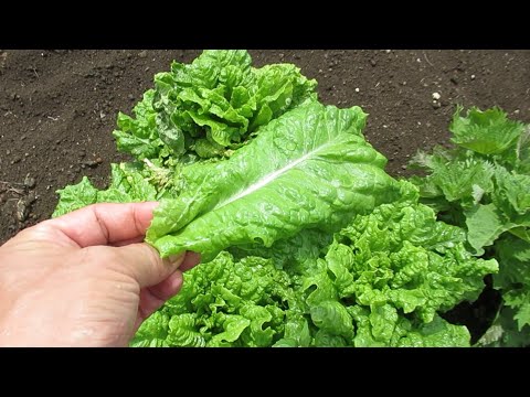 果樹を守るひょうよけネット 2023