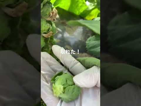 9月から2月にかけて実りの多い収穫を得るために芽キャベツを植えるにはどうすればよいでしょうか?  庭園