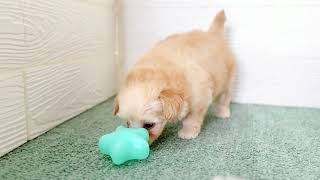 ハーフ犬の動画01