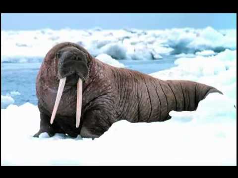 Point Blank Ft. Helicopter Showdown- Whistle Tips