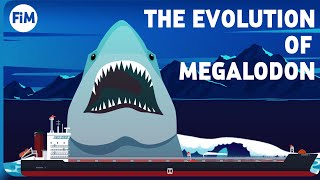 The Evolution of Megalodon and its Relation to the Great White