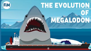 The Evolution of Megalodon and its Relation to the Great White