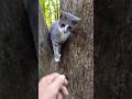 Adorable Gray Tabby Slaps From His Perch ️ Shorts
