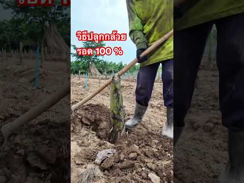 วิธีปลูกกล้วย รอด100% #กล้วยหอมทอง #เกษตรกรมือใหม่ #หนึ่งเขยเมืองเพชร