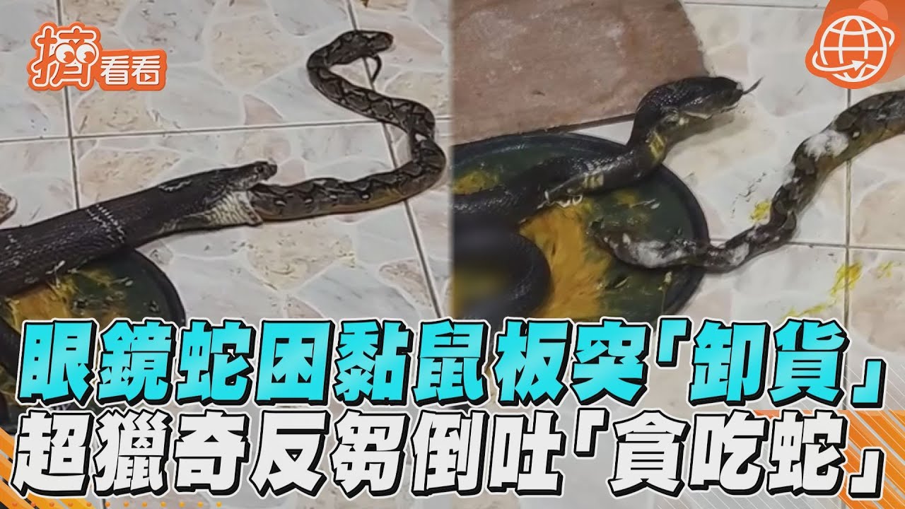 影音／眼鏡蛇驚悚反芻「倒吐另隻蛇」　困黏鼠板難脫身突「卸貨」　