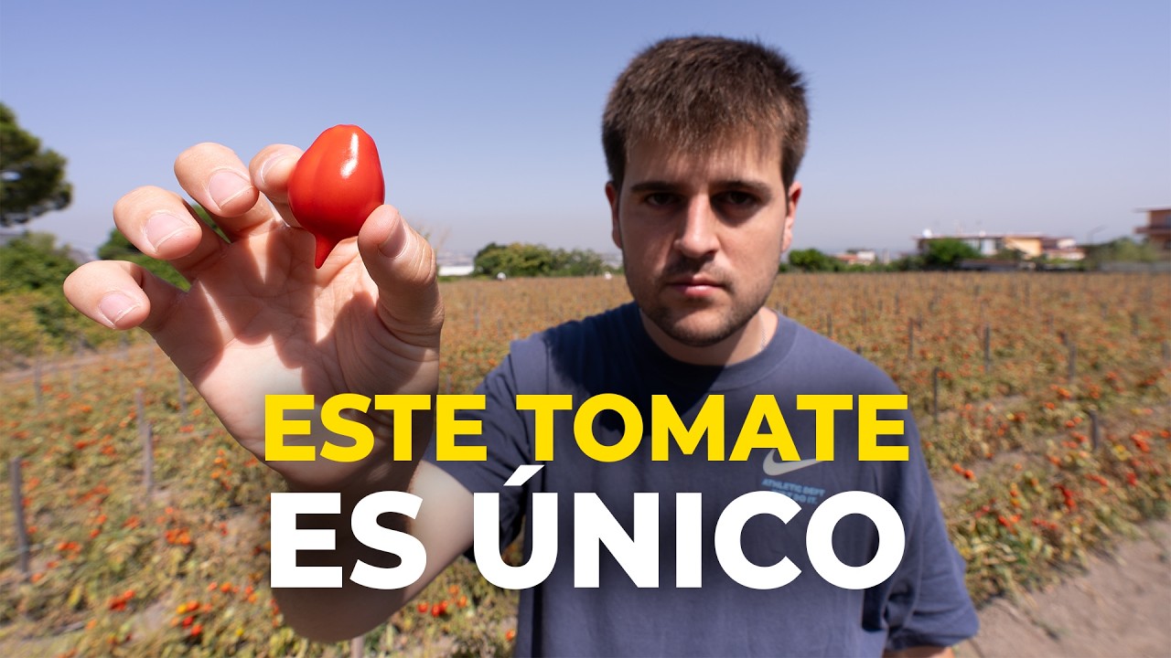 Así Nacen Todos los Tomates de Mi Pizzería