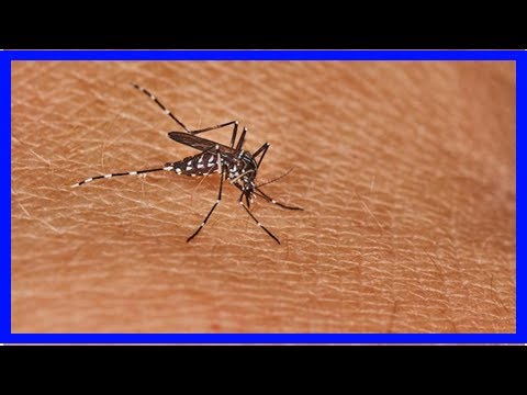 Alerte aux moustiques tigres : le ministère de la Santé annonce une