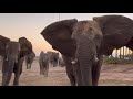 Loud Trumpets as the Elephants Return Home to Phabeni at the Orphanage!