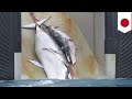 Japan to resume commercial whaling after leaving IWC - TomoNews