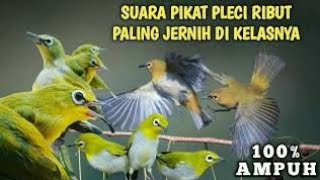 Download lagu suara pikat pleci ribut/menjerit paling ampuh 2022! mp3