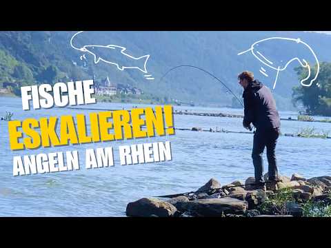 Herbsteskalation am Rhein – Beißt Waller, Zander, Barsch oder Hecht? [Angeln]