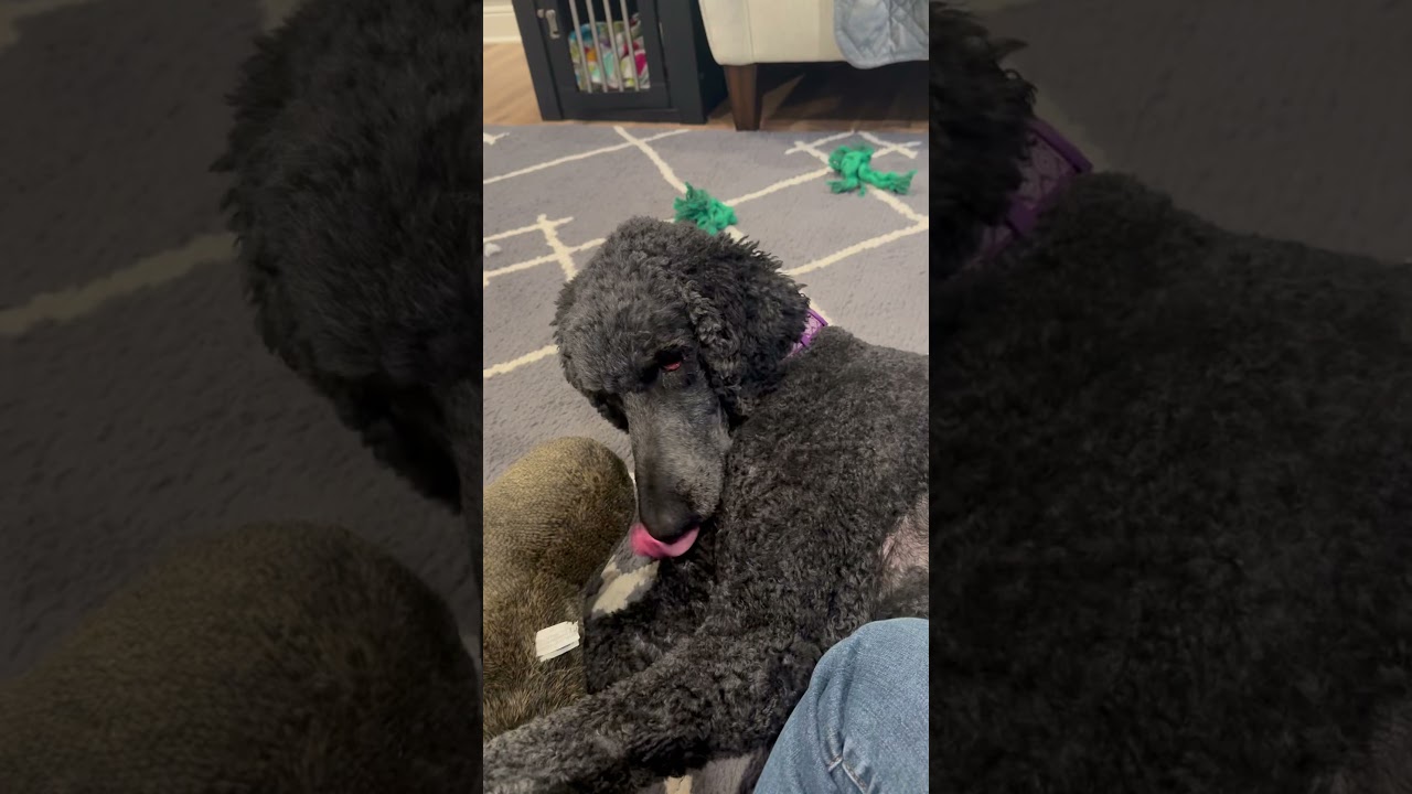 Enlarge Lisa, a Adoptable Poodle in Crystal, MN video 6/6