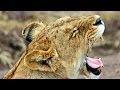 Атака Больших Кошек Nat Geo WILD (2012) 