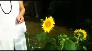 Woman records sounds of sunflowers in her garden