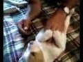 Tickling Woody