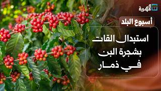 استبدال القات بشجرة البن في ذمار ورجل بصنعاء يعيش مع النحل منذ 26 عاما | أسبوع البلد